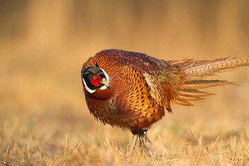 Common pheasant Phasianus colchius Ring-necked pheasant in natural habitat, grassland in early winter	