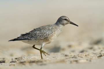 Shorebird - juvenile Calidris canutus, Red Knot on the Baltic Sea shore, migratory bird Poland Europe