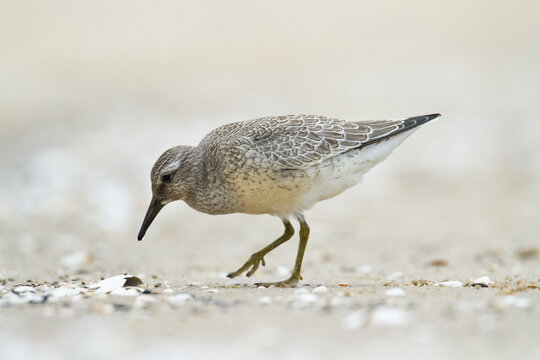 Shorebird - Juvenile Calidris Canutus, Red Knot On The Baltic Sea Shore, Migratory Bird Poland Europe