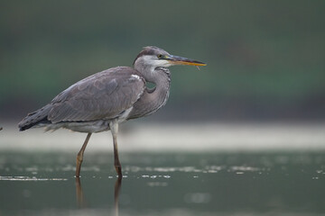 Bird Grey heron, gray heron Ardea cinerea bird on dark green background, hunting time
