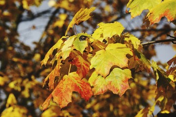 autumn leaves