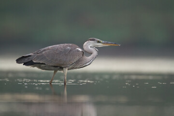 Fototapeta premium Bird Grey heron, gray heron Ardea cinerea bird on dark green background, hunting time
