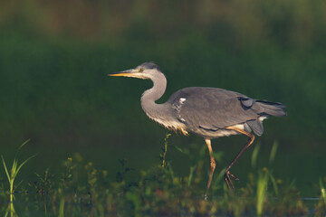 Bird Grey heron, gray heron Ardea cinerea bird on dark green background, hunting time