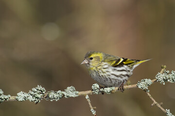 Bird Siskin Carduelis spinus male, small yellow bird, winter time in Poland Europe