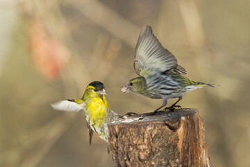 Bird Siskin Carduelis spinus male, small yellow bird, winter time in Poland Europe