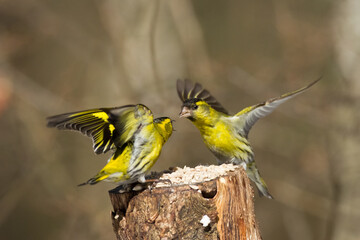 Bird Siskin Carduelis spinus male, small yellow bird, winter time in Poland Europe