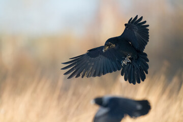 Bird beautiful raven Corvus corax North Poland Europe	