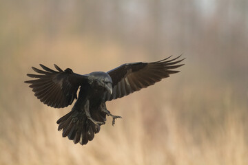 Bird beautiful raven Corvus corax North Poland Europe	