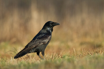 Bird beautiful raven Corvus corax North Poland Europe	