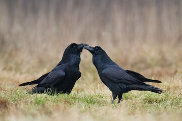 Bird beautiful raven Corvus corax North Poland Europe	