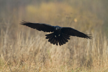 Bird beautiful raven Corvus corax North Poland Europe	