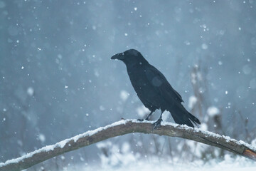 Bird beautiful raven Corvus corax North Poland Europe	