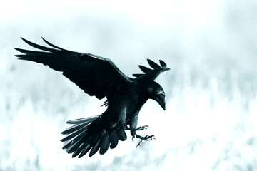 Bird beautiful raven Corvus corax North Poland Europe	