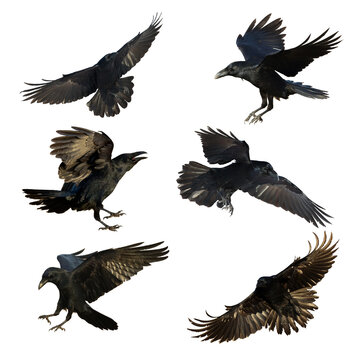 Birds flying ravens isolated on white background Corvus corax. Halloween - six birds, silhouette of a large black bird in flight cut out on a white background for use in graphic arts