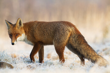 Fox Vulpes vulpes in autumn scenery, Poland Europe, animal walking among autumn meadow in amazing warm light