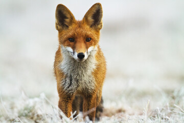 Fox Vulpes vulpes in autumn scenery, Poland Europe, animal walking among autumn meadow in amazing warm light