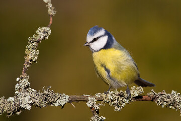 Bird - Blue Tit Cyanistes caeruleus perched on tree	
