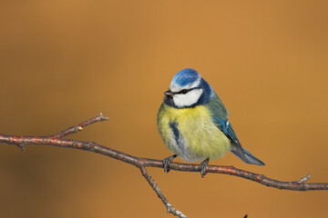Bird - Blue Tit Cyanistes caeruleus perched on tree	