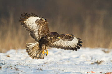 landing Common buzzard Buteo buteo in the fields in winter snow, buzzards in natural habitat, hawk...