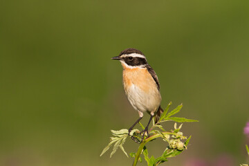 Bird Whinchat Saxicola rubetra - bird sitting on the weed, male, amazing background with warm light summer time Poland, Europe	
