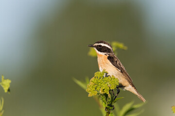 Bird Whinchat Saxicola rubetra - bird sitting on the weed, male, amazing background with warm light summer time Poland, Europe	
