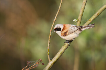 Bird Remiz pendulinus Penduline Tit perched on tree Poland Europe