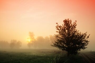 Fototapeta na wymiar Landscape sunset in Narew river valley, Poland Europe, foggy misty meadows with willow trees, spring time