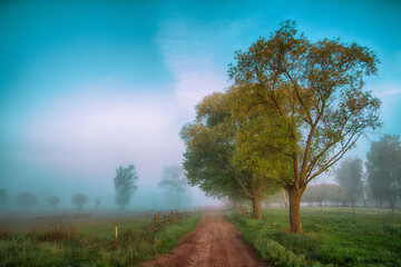 Landscape sunset in Narew river valley, Poland Europe, foggy misty meadows with willow trees,...