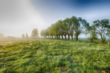 Landscape sunset in Narew river valley, Poland Europe, foggy misty meadows with willow trees, spring time © Marcin Perkowski