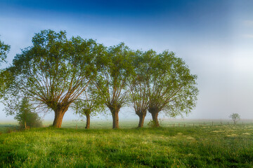 Landscape sunset in Narew river valley, Poland Europe, foggy misty meadows with willow trees, spring time © Marcin Perkowski