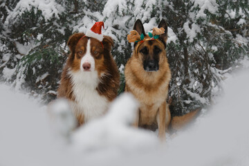 Concept pets celebrates holiday as people. Christmas greeting card with dogs. German Shepherd with deer antlers and Aussie wearing Santa hat in snowy coniferous forest sits and looks ahead.