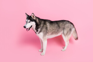Photo of adorable big siberian husky standing look copyspace meet another dog isolated on pastel color background