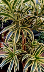 Obraz premium green leaves of exotic plants as a background for artists