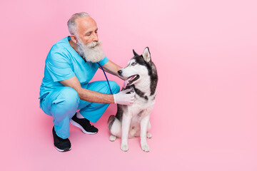 Full size photo of serious professional veterinarian wear blue uniform inspect listen husky stethoscope isolated on pink color background © deagreez