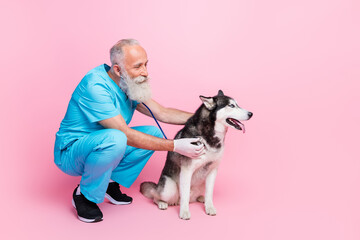 Full size photo of professional doctor wear blue uniform inspect sitting listen husky with stethoscope isolated on pink color background