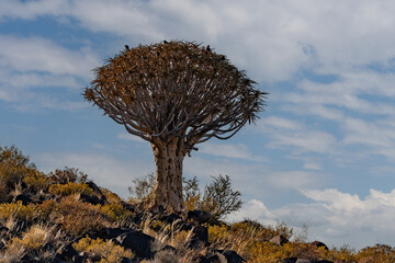 Desert landscape with with quiver trees (Aloe dichotoma), Northern Cape, South Africa