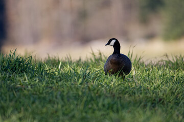 Cackling Goose at Alder Lake, Washington on a sunny morning in November.