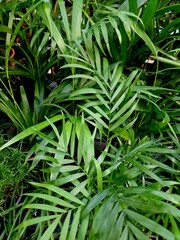 green leaves of exotic plants as a background for artists