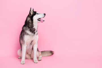 Photo portrait of cute curious black white fur sled dog sitting floor look empty space isolated pink color background
