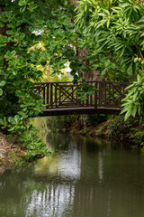 wooden bridge in the forest