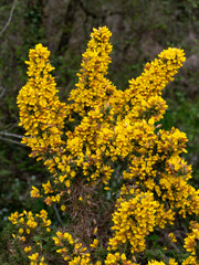 A bush, inflorescences of yellow flowers. Ulex known as gorse, furze, or whin, flowering plants in the family Fabaceae.