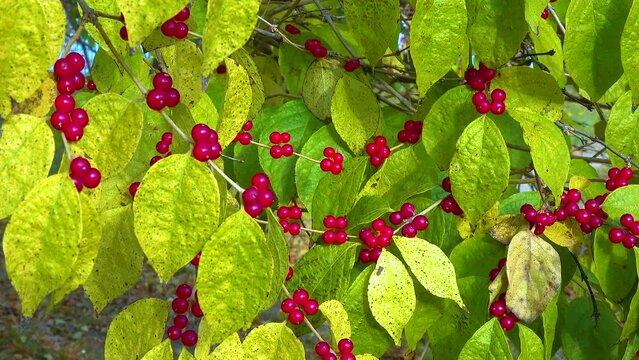 Red berries on a background of green leaves Amur honeysuckle (Lonicera maackii)