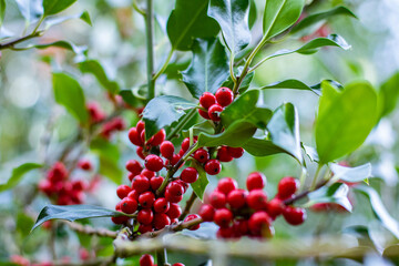 Large holy bush with many red berries, Ilex aquifolium