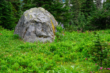 Large rock in alpine wilderness with blue lupine wildflower blooming next to it, Mt. Rainier National Park, WA
