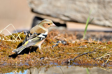 pinzón vulgar (Fringilla coelebs) en el estanque  