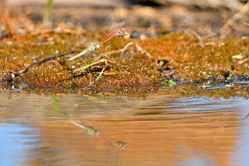 libélulas apareándose en el estanque (Pantala flavescens) y depositando los huevos. Guaro Andalucía España