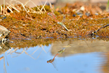 libélulas apareándose en el estanque (Pantala flavescens) y depositando los huevos 