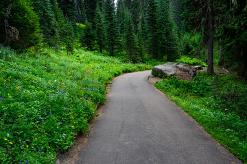 Fototapeta premium Asphalt hiking path, Nisqually Vista Trail, in Paradise area of Mt. Rainier National Park, WA 