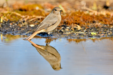  colirrojo tizón (Phoenicurus ochruros)​ en el estanque del parque bebiendo y reflejado en el agua