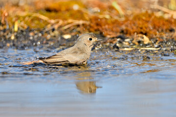  colirrojo tizón (Phoenicurus ochruros)​ en el estanque del parque bebiendo y reflejado en el agua. Guaro Andalucía España